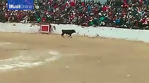 Terrified spectators run from bull that leaps into the crowd
