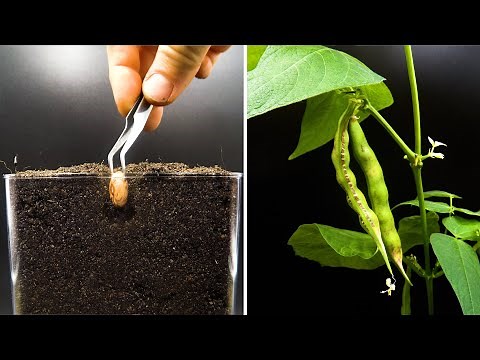 Growing Cranberry Bean Time Lapse - Seed To Pod in 42 Days