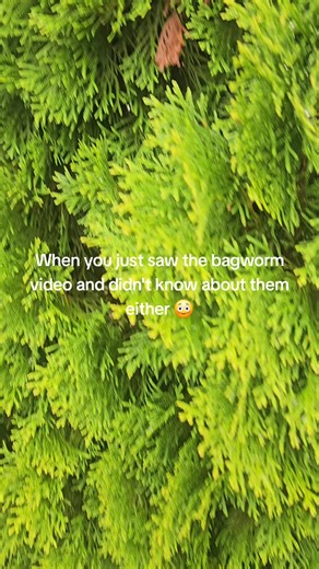 K.C. Atlas on TikTok