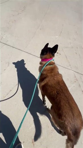 Meet Cinnamon a Belgian Malinois currently available for adoption! 3/24/2026 2:49:57 PM