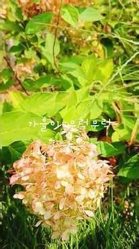 가을이 무럭무럭 #가을꽃 #공원산책 #공원나들이 #서울여행