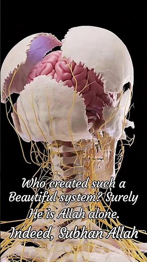 How does a brain work || Human brain system.