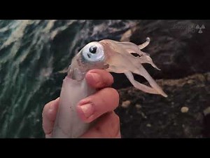 Squid Catch and Cook 3 ways to cook calamari