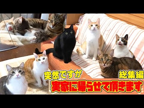 【再会】突然ですが猫たちを連れて実家に帰らせていただきます。【幻の実家帰省-総集編】