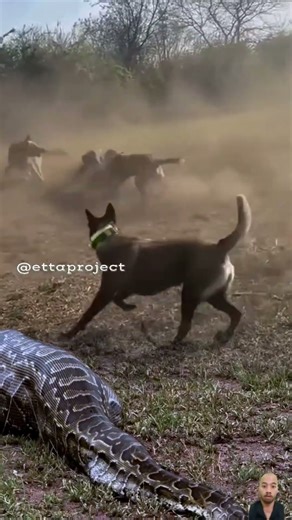 Kawanan Anjing Bermain Dengan Mobil Tidak Menyadari Ular Besar Melintas #animals #shorts