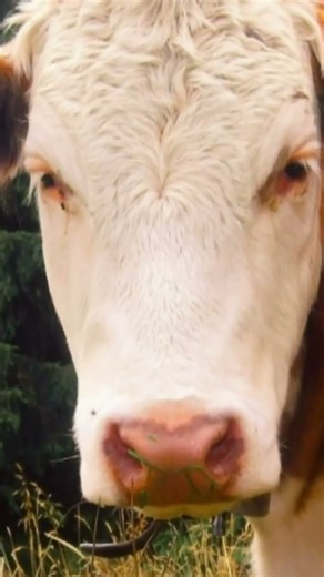 sound of cow realistic sounds effects of cows pictures videos ambient video