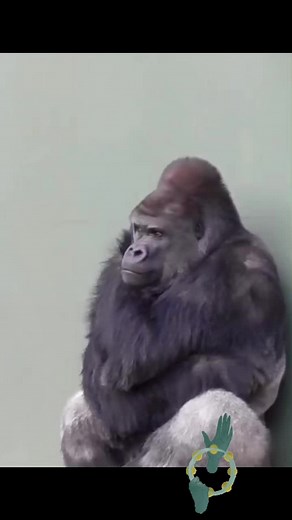 Горилла танцует: Как сделать танец гориллы