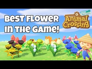 What's the best flower in Animal Crossing New Horizons? | ACNH