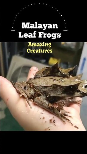 Amazing Leaf frogs