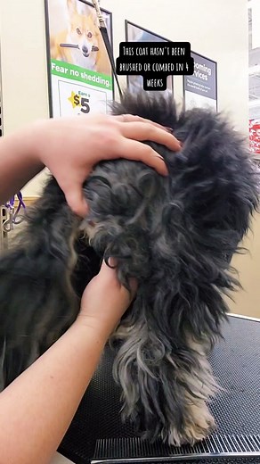 Proper Brushing and Combing Techniques for Pet Grooming