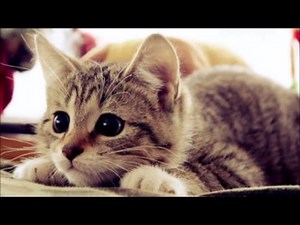 TOP 10: Gatos mais fofos do mundo!!!