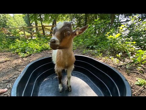 HOW TO GIVE YOUR GOATS A BATH!! (Supplies You Will Need, How Long It Will Take, After Bath Videos)