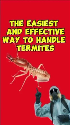 Easiest and Effective Termite Control Methods