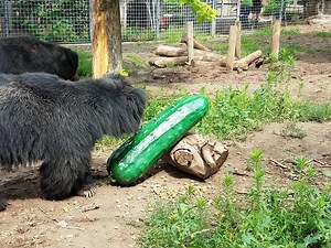 14K views · 246 reactions | The sloth bears received new enrichment...