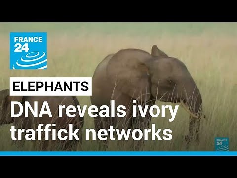 Elephant tusk DNA sleuthing reveals ivory trafficking networks • FRANCE 24 English