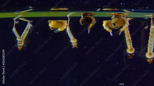 Culex pipiens - the common house mosquito or northern house mosquito