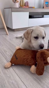 Teach your puppy to self settle into a peaceful slumber with the help of our magical white noise puppy comforters. 🐶 Plays sleepy white noise 🐶 My comforting heartbeat mimics sleeping with litter mates 🐶 Ridiculously soft and snuggly fur 🐶 Durable quilted fabric up for any adventure 🐶 Removable heat pack to create a cosy warm belly 🐶 I'm machine washable... cos... slobber Shop online at riffraffpets.com | RIFF RAFF PETS