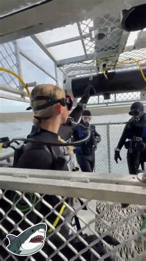 Great White Shark Cage Diving! #shark #youtubeshorts #greatwhiteshark