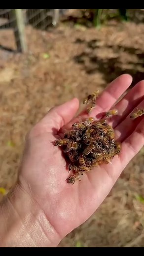 Understanding Queen Balling in Honeybees: Facts and Behaviors