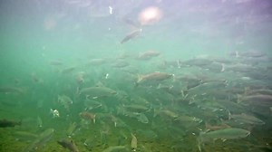 Meet the unsung stars of #bearcam season! Each year, millions of salmon swim upstream to spawn. As they jump Brooks Falls at Katmai National Park & Preserve the waiting brown bears catch and eat them. Thanks, fish! | explore.org