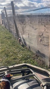 We always have a few birds that manage to escape. I thought I was gonna be able to catch this guy but the second I jumped off the fourwheeler he took off. Pretty sure he landed in Canada. Also, the guy on the front of the fourwheeler flew into a post and is… napping… 😄 | Pete’s Pheasant Farm