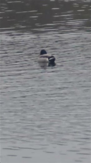 The common Mallard and the rare Ferruginous Duck