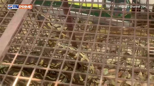 #ZAS2025 | Did you know : The Pythonidae, commonly known as pythons, are a family of nonvenomous snakes found in Africa, Asia, and Australia. Among its members are some of the largest snakes in the world. #GetThePicture #Zimbabwe | Zimpapers TV Network