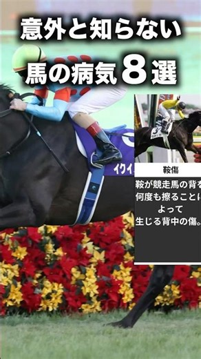 【 競馬 】意外と知らない馬の病〇8選 【 競馬の雑学 】【 ウマ娘 】 #競馬 #雑学 #怪我 #病気 #ウマ娘 #shorts