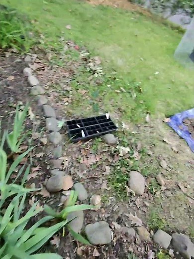 Installing the third terracotta watering stake. #gardening #garden #watering