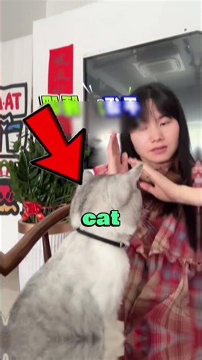 “Can This Cat Really Learn Sign Language? #shorts