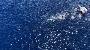 309K views · 983 reactions | Shark! When Swim call turns into shark call. Looks like a 8 foot shark decided to show up for swim call. No humans, or sharks were injured in the incident. | Special Warfare Airmen | Facebook