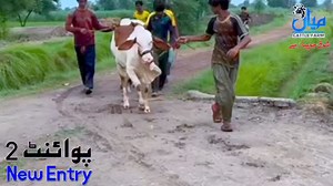 3.2K views · 159 reactions | ❤️❤️ ALHUMDULILLAH ❤️❤️ 殺NEW ENTRY POINT TOW 殺 MIAN CATTLE FARM SHOQ_JO_PAYAR_SAY | Cattle of Pakistan.PK | Facebook