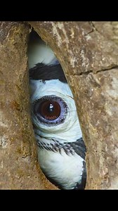 1.4M views · 10K reactions | Female bird seals herself in a tree hole to incubate her eggs, which seems like a first #Reel #vrial #fyp #Reel #ReelFacebook #ReelViral #ReelVideo #fyp #fypシ゚ | Wildlife Love | Facebook