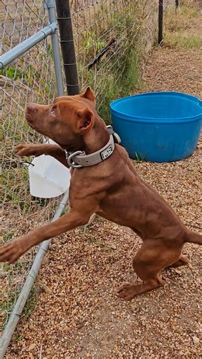 Olde English Bulldogges| American Bulldogs| Alaunt Gentile on Instagram: "Chama is so fast #cannonbulldogs #oldeenglishbulldogge #xlbully #xlpitbull #apbt"