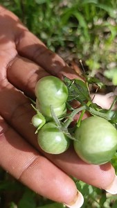 Do you know about the Dirty Dozen? These are some of the most sprayed plants with fungicides and pesticides, they include tomatoes, spinach, strawberries, peppers. This means a normal rinse under the tap is NOT enough. | Umai Naturals