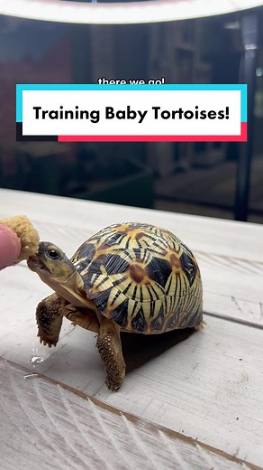 Training Baby Tortoises - Tips for a Happy Tortoise!