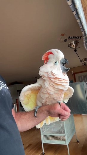 Barney the West Coast Cockatoo Fun Moments