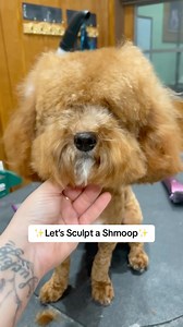 23K views · 368 reactions | I had to ✨buy a new dress✨ for this shmoop. #doggrooming #doodle #dogtransformation #jessronagrooming | Jess Rona Grooming | Facebook