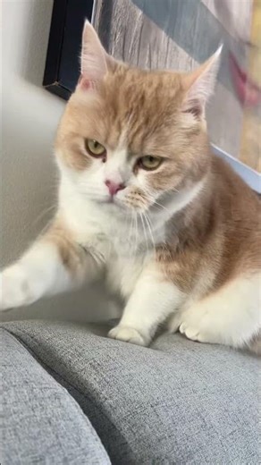 Gingy Being the Most Ginger Cat Ever 🧡🐱 #shorts