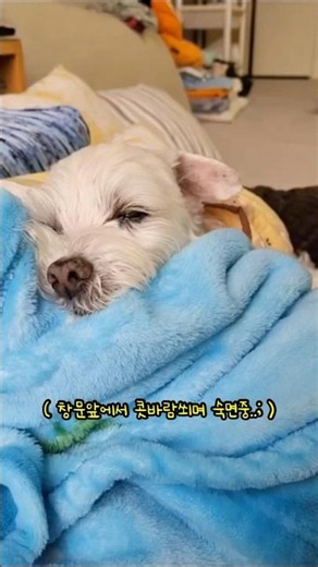 2026.05.27-19살/ 요상하게 자는 댕댕이..;