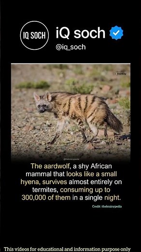 Aardwolf Eats 300,000 Termites Every Night – Nature’s Pest Control! 🐾