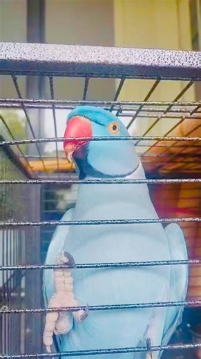 Talking Parrot Catches Owner Off Guard #cockatoo #bluei #hilarious