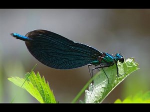 Macro photography in the botanical garden in Darmstadt (dragonflies)
