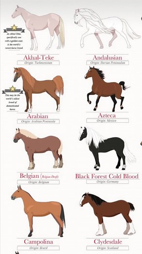 Explore Different Horse Breeds and Their Characteristics