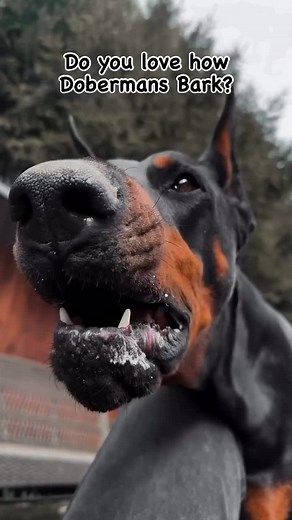 Like ❤️ if you Love the sound of a Doberman's Bark 😌😉 . . Follow Content: ✅ 👇👇👇 🔥 @dobermanofworld ------------------------ 🔥 @doberman_nathan #dobermanpinscher #dobermannsofinstagram #doberman #dobermanpride #dobermann #dobermannetwork #dobermaninfinity #doberman_featured #dobermanheart #dobermanpuppy #americandoberman #eueopeandoberman #dobie #instadobes #dobermandogs #dobermanlover #pet #dog #puppy #bark #barking #bigdog #dogreels #puppyreels #doglover #dogoftheday #doggy #dogsofinstag