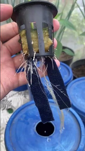 💧 I’M GROWING PEPPERS HYDROPONICALLY… AND LOOK AT THESE ROOTS! 🌿 #HydroponicGarden #PepperSeedlings