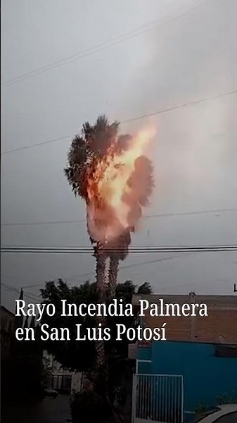 Lightning sets palm tree on fire in San Luis Potosi