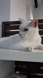 1.3K views · 35 reactions | Our 3 gorgeous odd eyed cats...