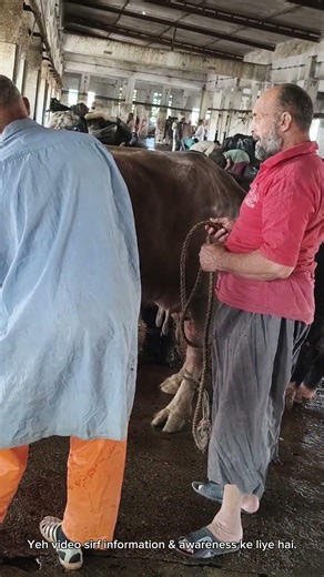 Yahan Roz Kya Hota Hai? 😳 Sindh Ke Sab Se Busy Slaughter House Ka Scene