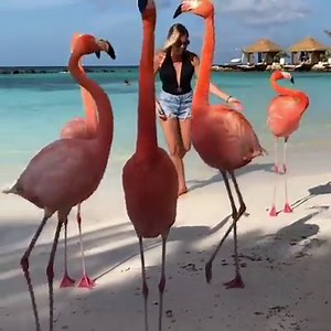 This is on my bucket list! 😍 | VT